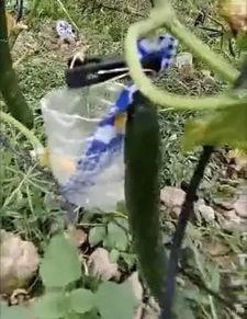 沂水吃瓜网红事件视频,一场网络狂欢背后的真相揭秘