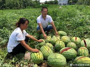 永年网红吃瓜事件,揭秘网络舆论背后的真相与争议